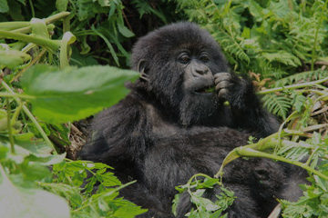 Bwindi Gorillas & Mburo
