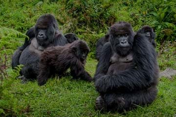 Gorilla Trek Uganda