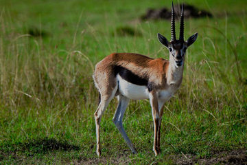 Kenya Safari