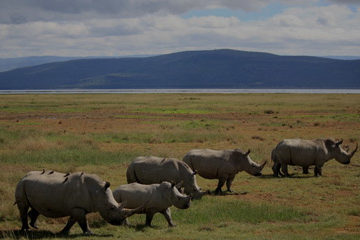 Amboseli National Parks