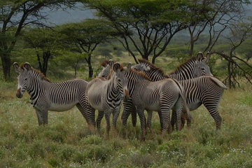 Samburu Game Reserve
