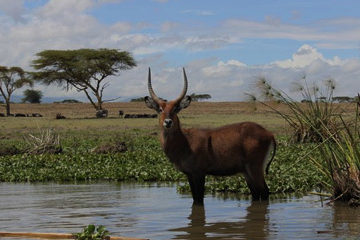 Lakes Nakuru & Naivasha Area Attractions, Masai Mara Game Reserve Safari