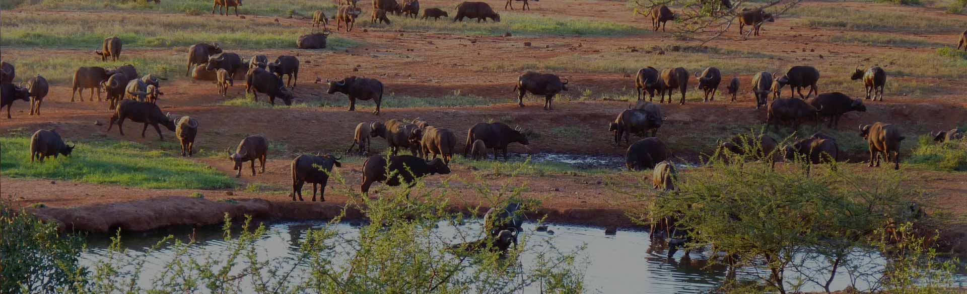 Tsavo East National Parks Game Safari