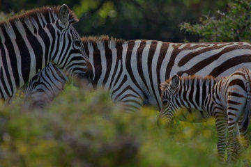 Kenya Wildlife Activity Safari