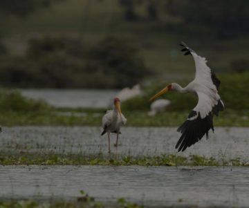 Lakes Naivasha Area Attractions