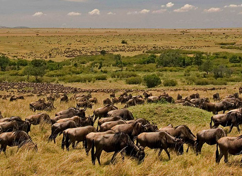 Massai Mara National Park