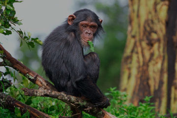 Uganda Safari Wildlife, Gorillas and Chimpanzees