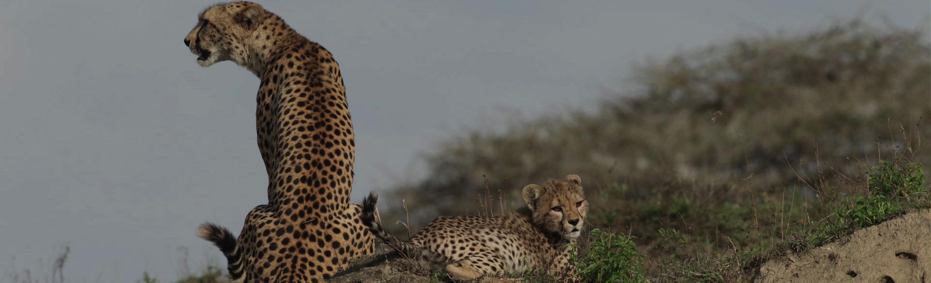 Tanzania and Kenya Combined Safari