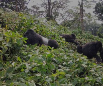 Gorilla Tracking Lake Kivu