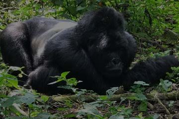 Rwanda Gorilla Trekking Safari