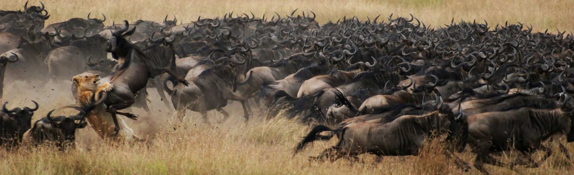 Ndutu Migration Safari Calving Season