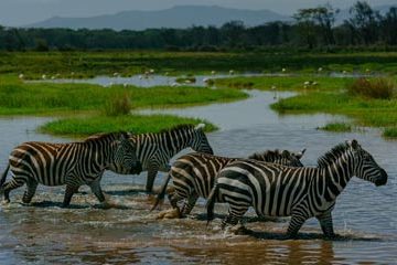 Best Of Tanzania Safari